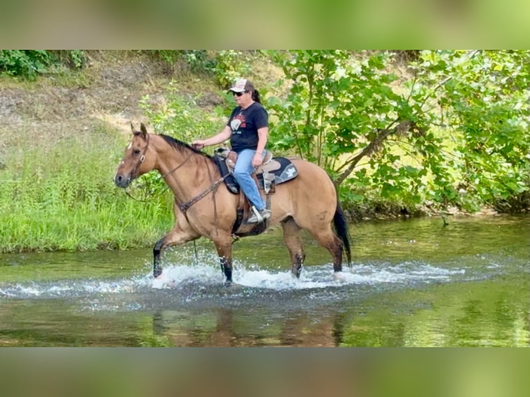 American Quarter Horse Gelding 12 years 15 hh Dun in Tres Pinos
