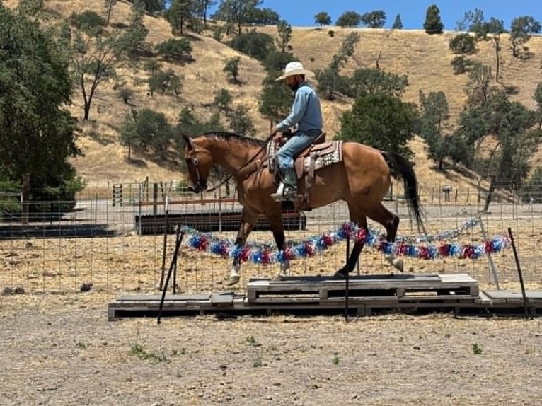 American Quarter Horse Gelding 12 years 15 hh Dun in Tres Pinos