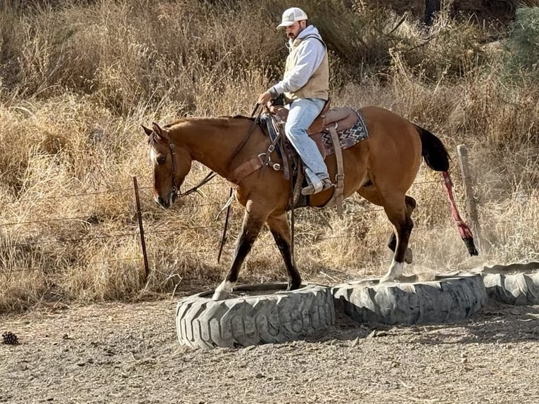 American Quarter Horse Gelding 12 years 15 hh Dun in Paicines CA