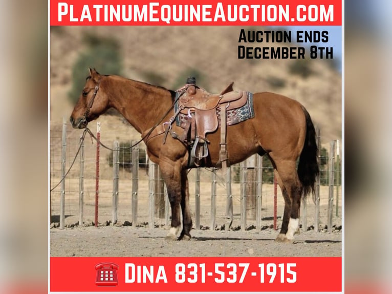 American Quarter Horse Gelding 12 years 15 hh Dun in Paicines CA