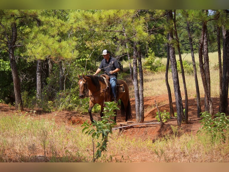 American Quarter Horse Gelding 12 years 15 hh Dun in Rusk TX