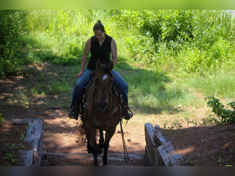 American Quarter Horse Gelding 12 years 15 hh Dun in Rusk TX