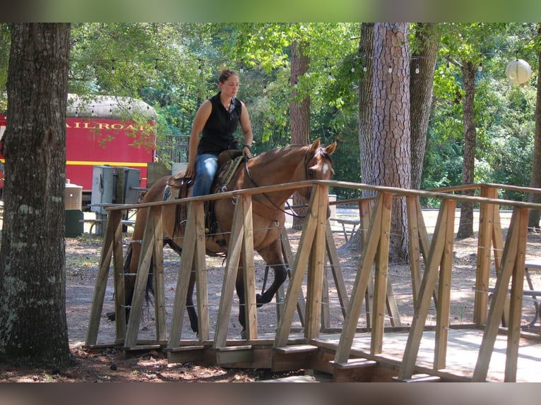 American Quarter Horse Gelding 12 years 15 hh Dun in Rusk TX