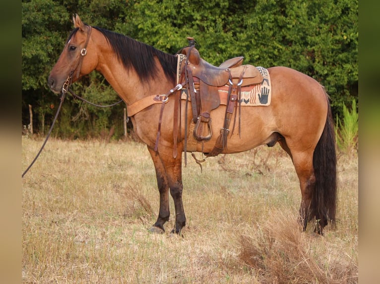 American Quarter Horse Gelding 12 years 15 hh Dun in Rusk TX