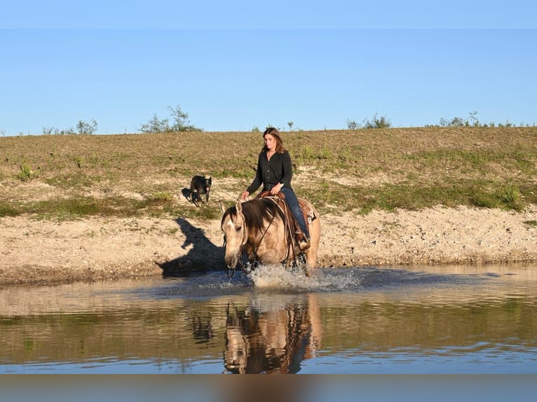 American Quarter Horse Gelding 12 years 15 hh Dun in Waco TX