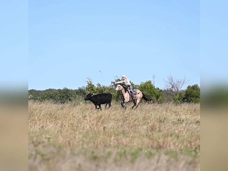 American Quarter Horse Gelding 12 years 15 hh Dun in Waco TX