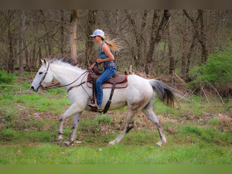 American Quarter Horse Gelding 12 years 15 hh Gray in Hillsboro KY
