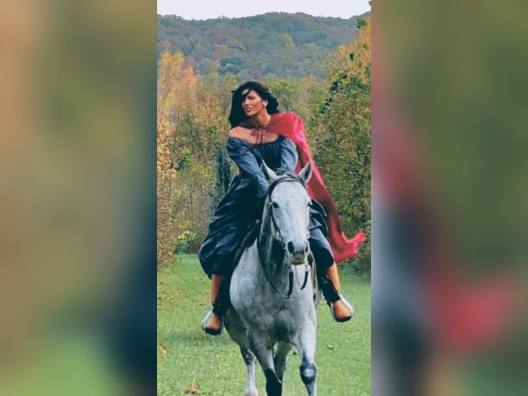 American Quarter Horse Gelding 12 years 15 hh Grey-Dapple in Spencer, tn