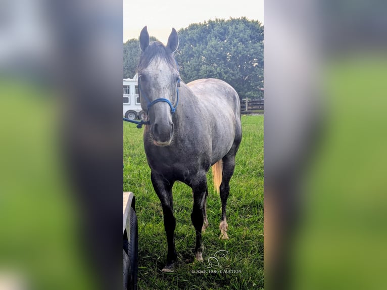 American Quarter Horse Gelding 12 years 15 hh Grey-Dapple in Spencer, tn
