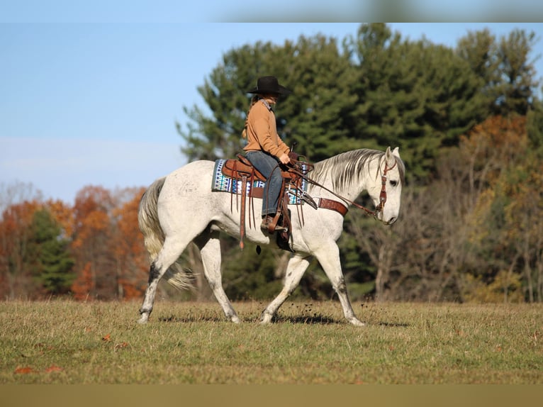 American Quarter Horse Gelding 12 years 15 hh Grey in Clarion