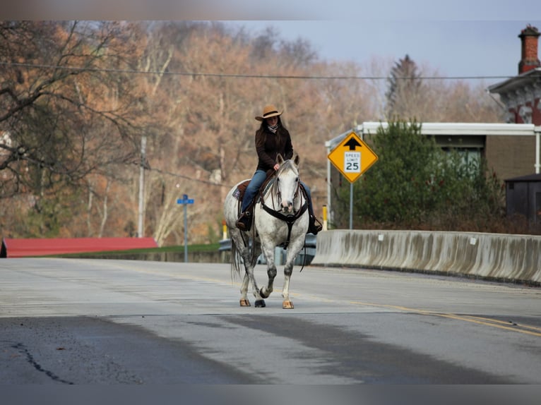 American Quarter Horse Gelding 12 years 15 hh Grey in Clarion