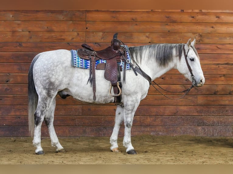 American Quarter Horse Gelding 12 years 15 hh Grey in Clarion