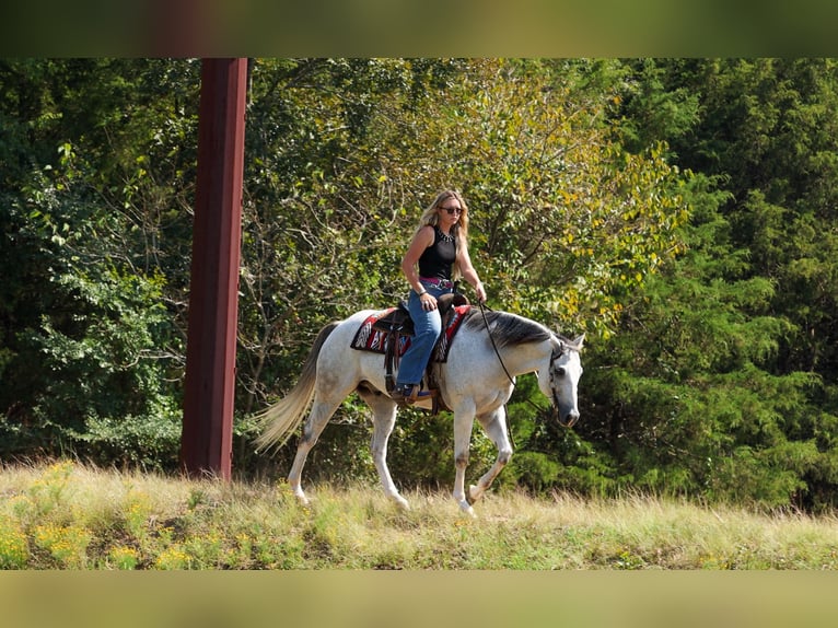 American Quarter Horse Gelding 12 years 15 hh Grey in Quitman