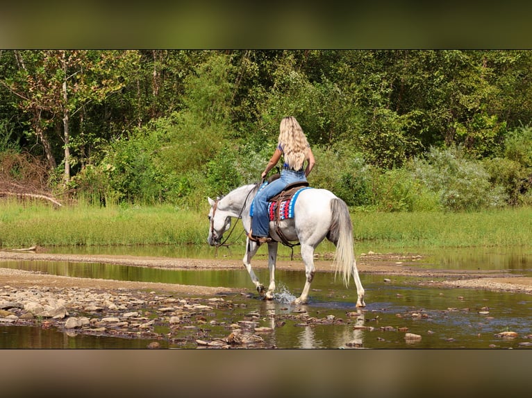 American Quarter Horse Gelding 12 years 15 hh Grey in Quitman