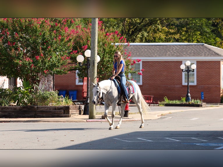 American Quarter Horse Gelding 12 years 15 hh Grey in Quitman