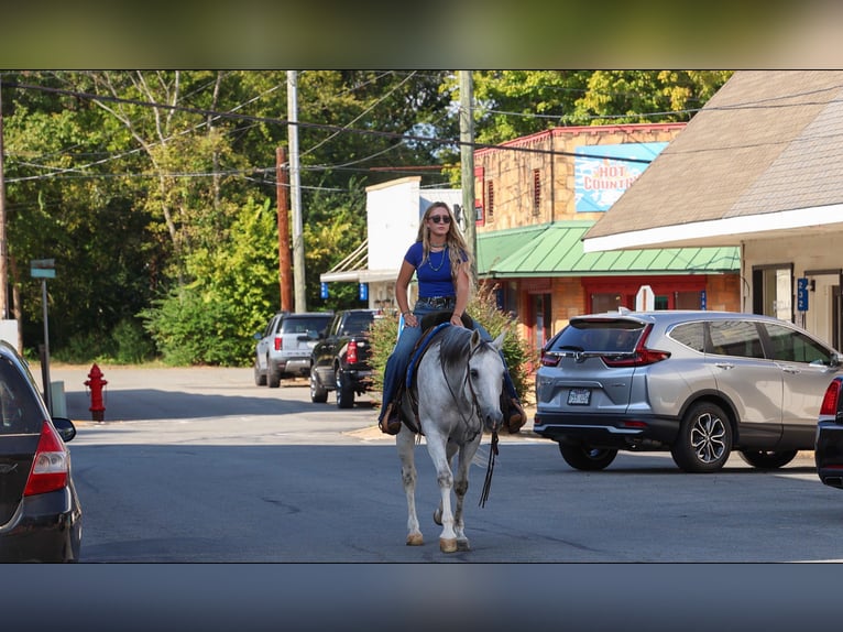 American Quarter Horse Gelding 12 years 15 hh Grey in Quitman