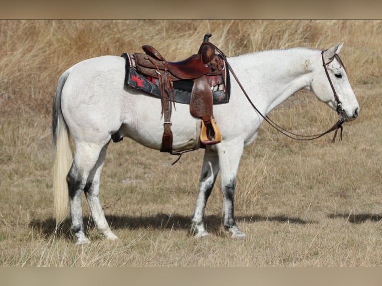 American Quarter Horse Gelding 12 years 15 hh Grey in Mineral Wells TX