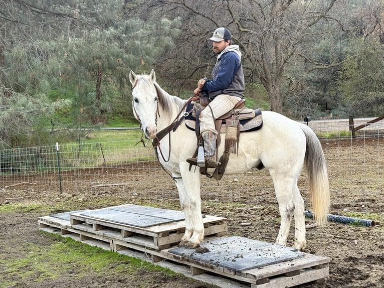 American Quarter Horse Gelding 12 years 15 hh Grey in Paicines CA