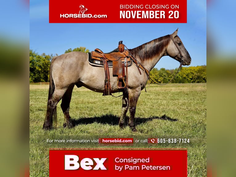 American Quarter Horse Gelding 12 years 15 hh Grullo in Valley Springs, SD
