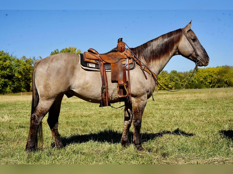 American Quarter Horse Gelding 12 years 15 hh Grullo in Valley Springs, SD