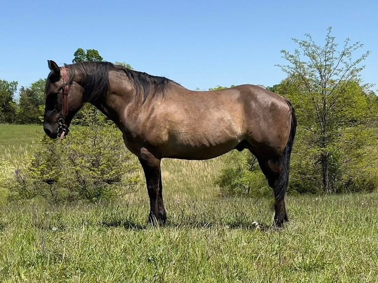 American Quarter Horse Gelding 12 years 15 hh Grullo in Germantown KY