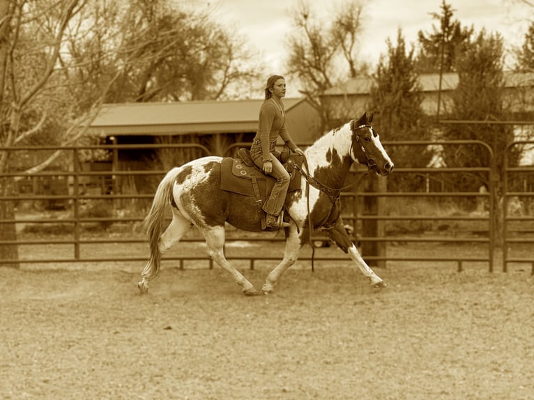 American Quarter Horse Gelding 12 years 15 hh Overo-all-colors in Fort Collins