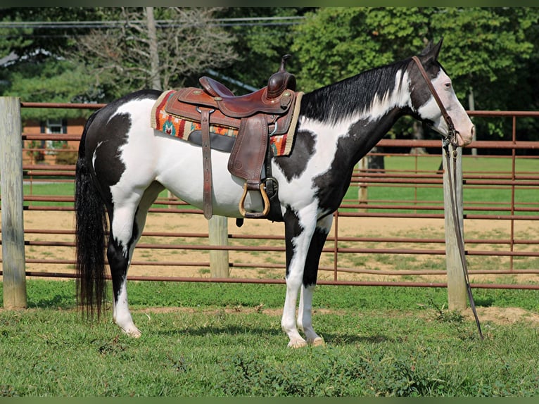 American Quarter Horse Gelding 12 years 15 hh Overo-all-colors in Sanora KY