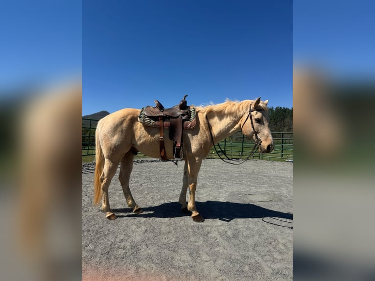 American Quarter Horse Gelding 12 years 15 hh Palomino in Asheville