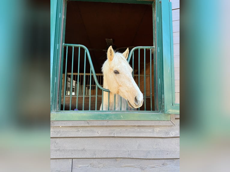 American Quarter Horse Gelding 12 years 15 hh Palomino in Asheville