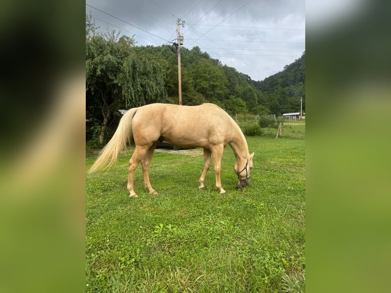 American Quarter Horse Gelding 12 years 15 hh Palomino in Asheville