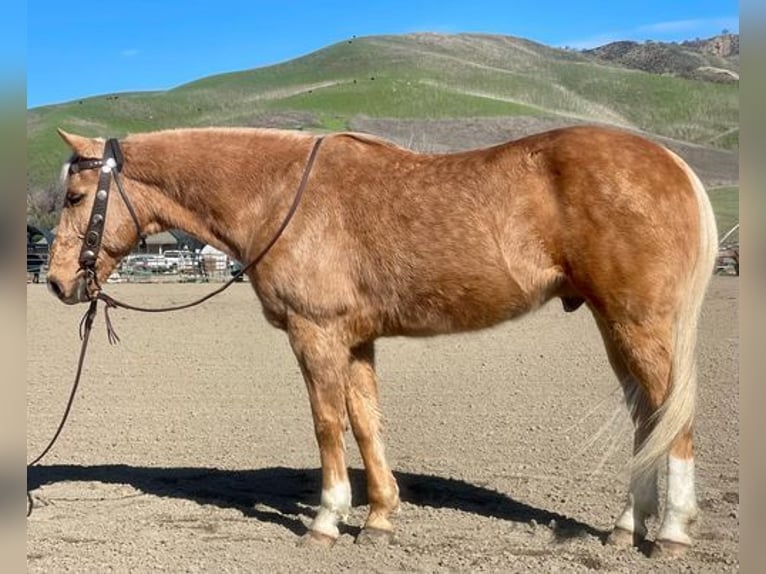 American Quarter Horse Gelding 12 years 15 hh Palomino in Paicines, CA