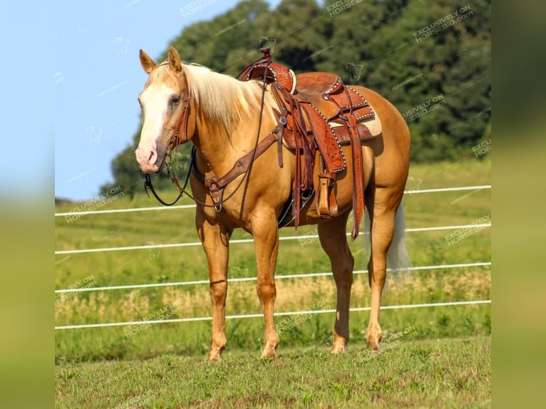 American Quarter Horse Gelding 12 years 15 hh Palomino in Clarion