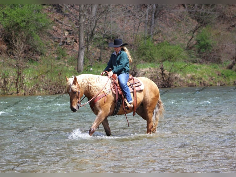 American Quarter Horse Gelding 12 years 15 hh Palomino in Shippenville