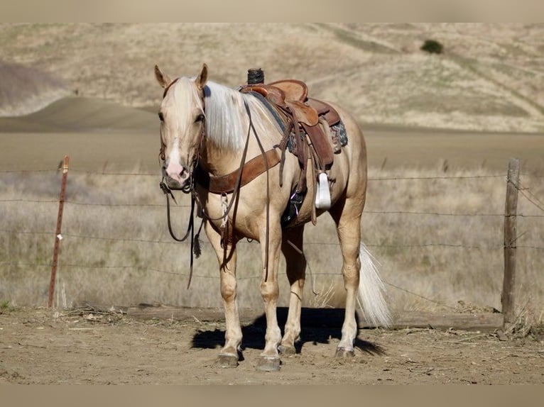 American Quarter Horse Gelding 12 years 15 hh Palomino in Paicines CA