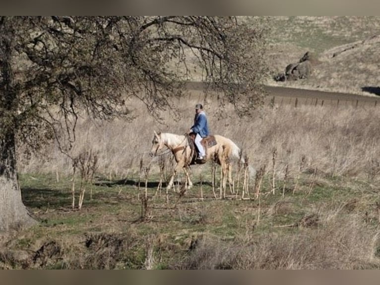 American Quarter Horse Gelding 12 years 15 hh Palomino in Paicines CA