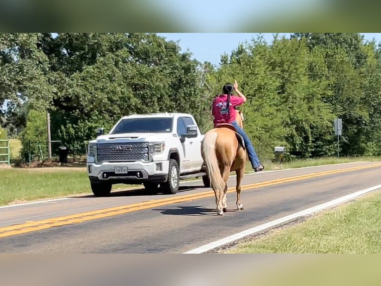 American Quarter Horse Gelding 12 years 15 hh Palomino in Athens, TX