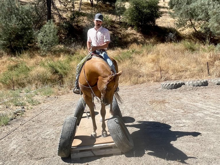 American Quarter Horse Gelding 12 years 15 hh Palomino in Paicines CA