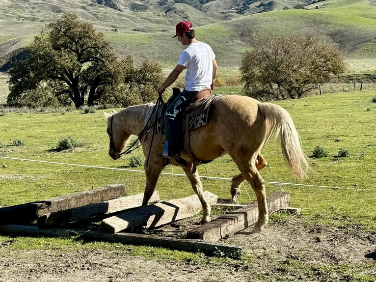 American Quarter Horse Gelding 12 years 15 hh Palomino in Paicines CA