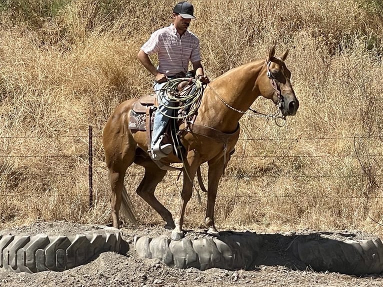 American Quarter Horse Gelding 12 years 15 hh Palomino in Paicines CA