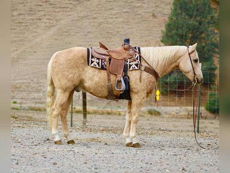 American Quarter Horse Gelding 12 years 15 hh Palomino in Paicines CA