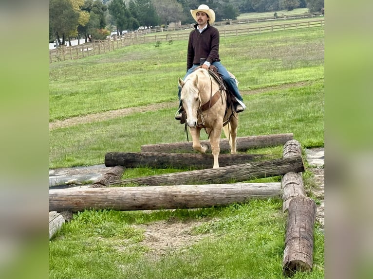 American Quarter Horse Gelding 12 years 15 hh Palomino in Paicines CA