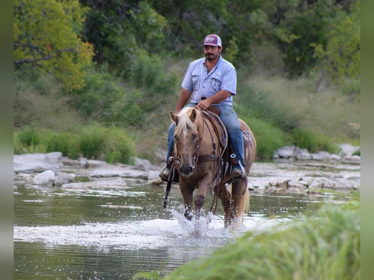 American Quarter Horse Gelding 12 years 15 hh Palomino in Stephenville TX