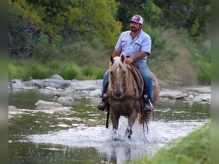 American Quarter Horse Gelding 12 years 15 hh Palomino in Stephenville TX