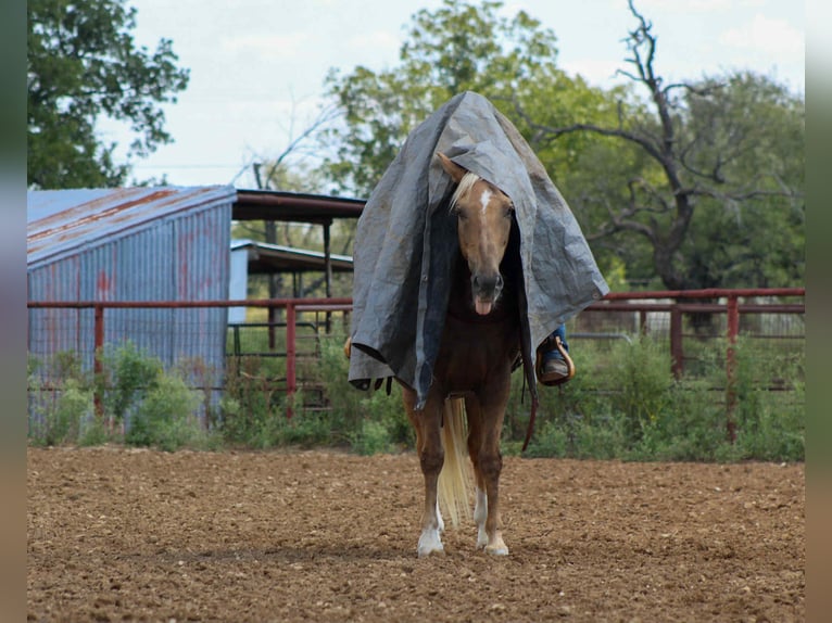 American Quarter Horse Gelding 12 years 15 hh Palomino in Stephenville TX
