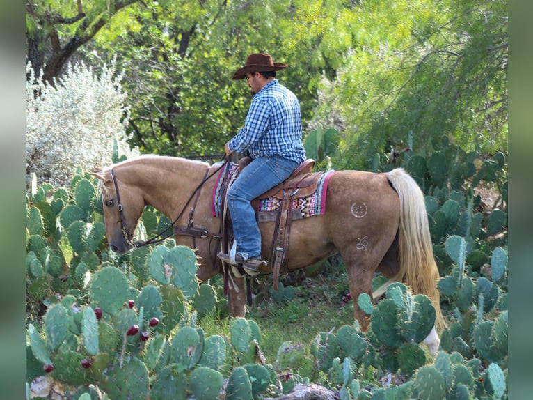 American Quarter Horse Gelding 12 years 15 hh Palomino in Stephenville TX