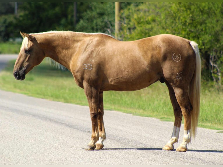 American Quarter Horse Gelding 12 years 15 hh Palomino in Stephenville TX