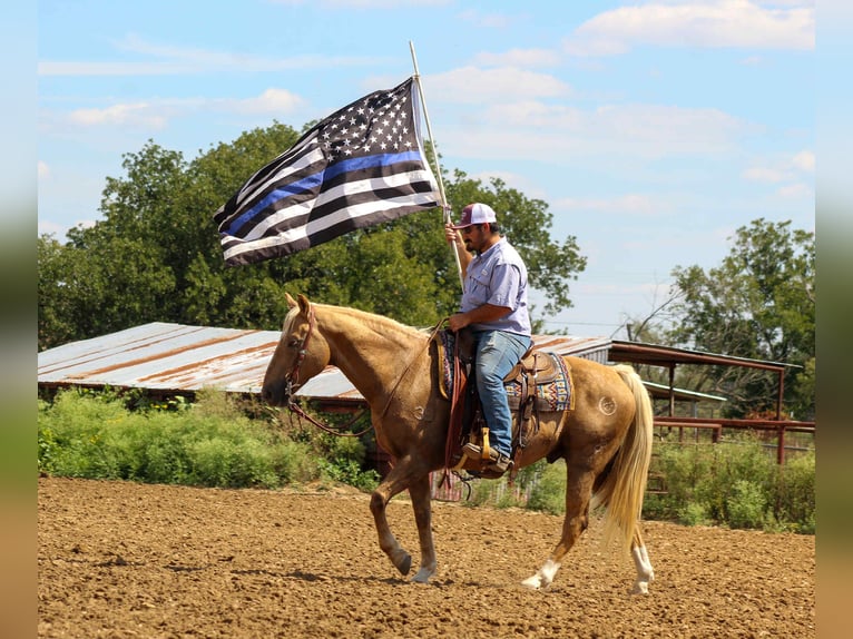 American Quarter Horse Gelding 12 years 15 hh Palomino in Stephenville TX