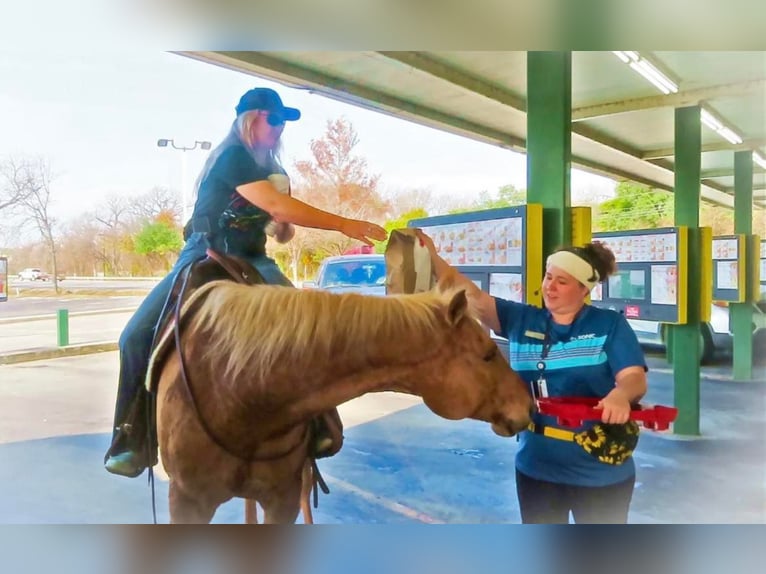 American Quarter Horse Gelding 12 years 15 hh Palomino in Stephenville TX