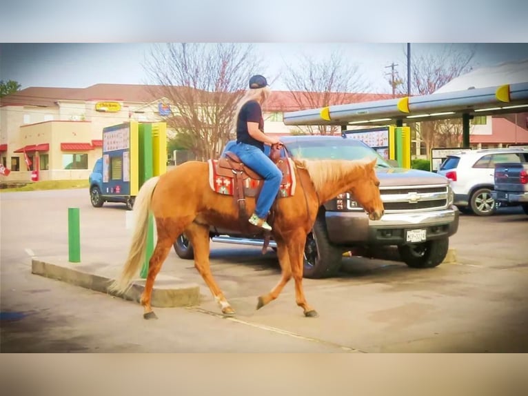 American Quarter Horse Gelding 12 years 15 hh Palomino in Stephenville TX