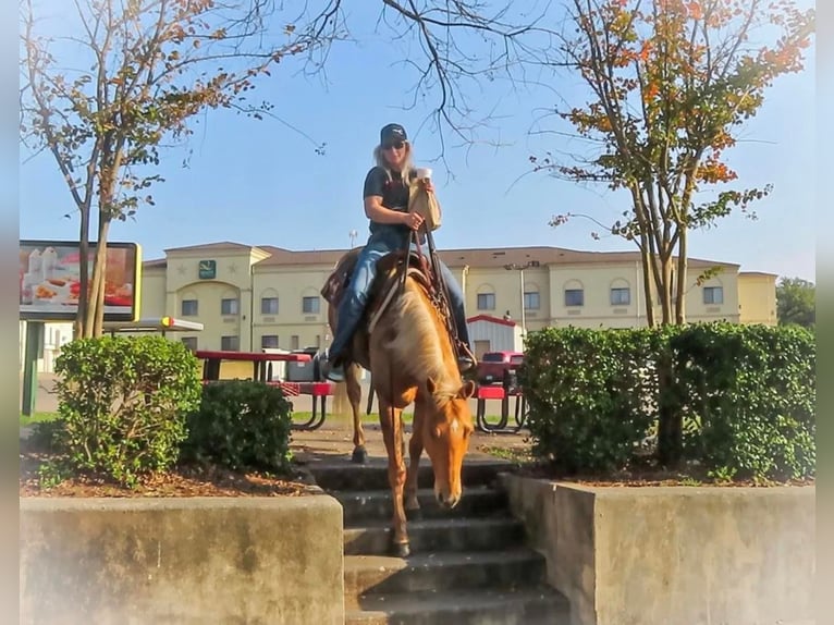 American Quarter Horse Gelding 12 years 15 hh Palomino in Stephenville TX